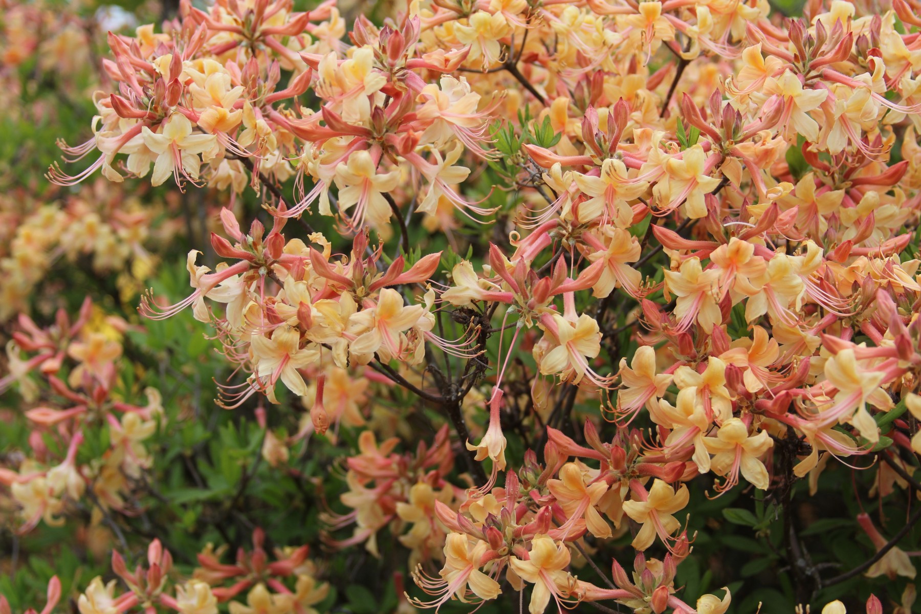 multiple flowers on a bush