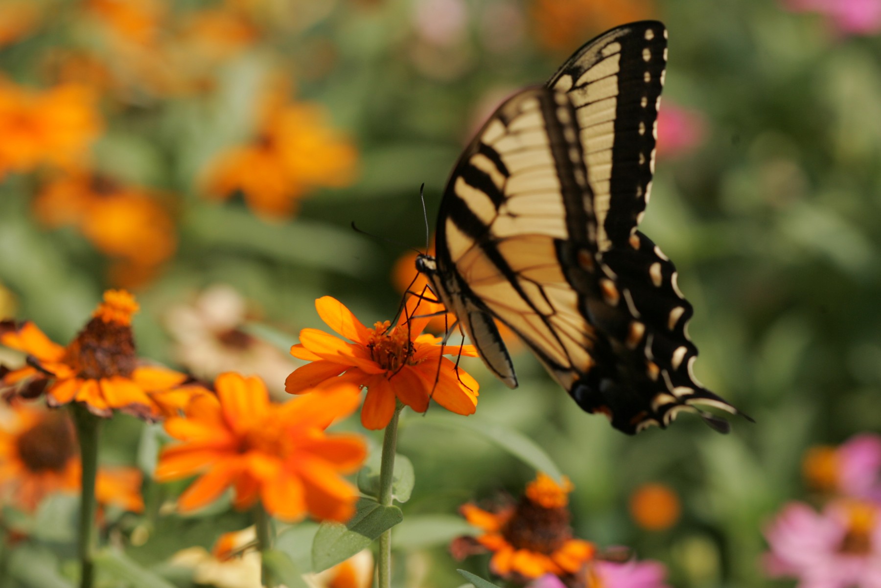 butterfly on a orange flower