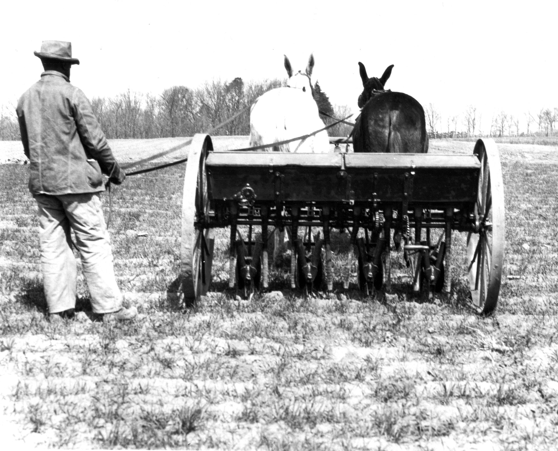 Historic photo of field services workers with 2 animals.
