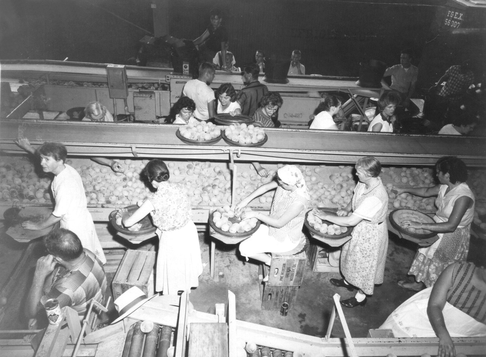 Historic photo of group of workers sorting through peaches.
