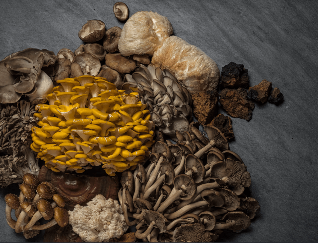 Spore to Store Urban Mushroom Symposium